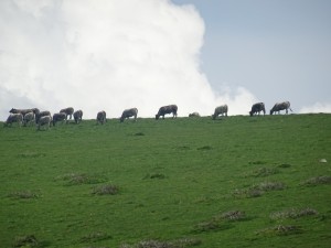 Lac d'Arou (63) 